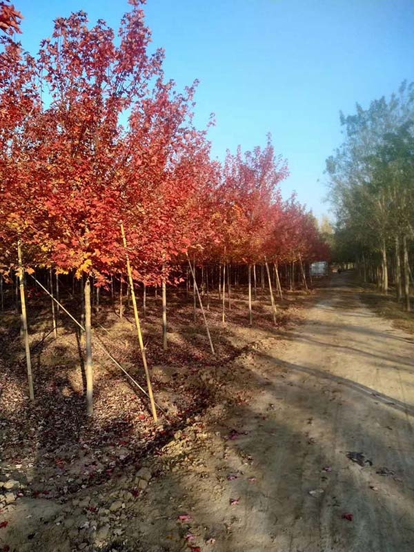 美国红枫生活习性
