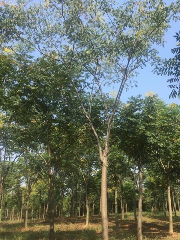 栾树的形态特征